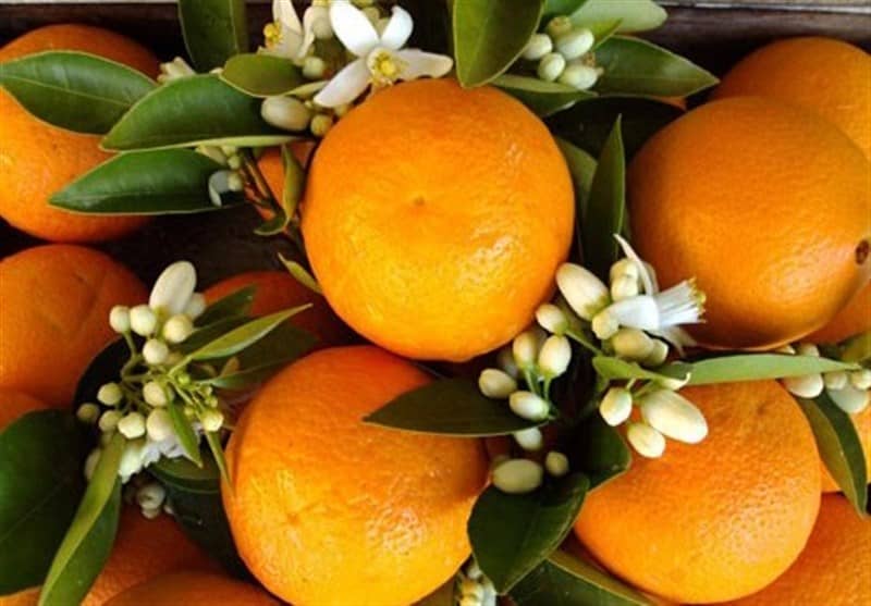 قیمت خرید نارنج + فروش ویژه